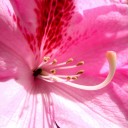 09_rhododendron.jpg