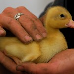 A duck in the hand…