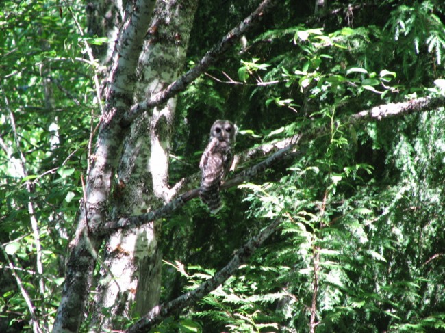 Spotted Owl