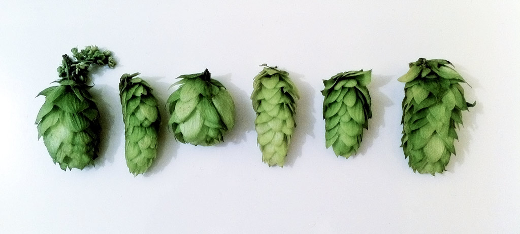 New hops cones comparison