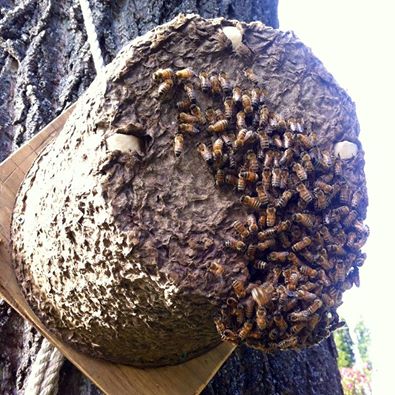 bees