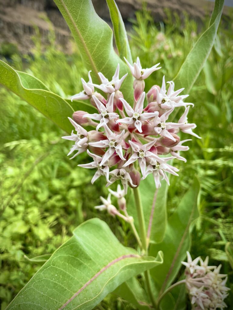 Milkweed flower