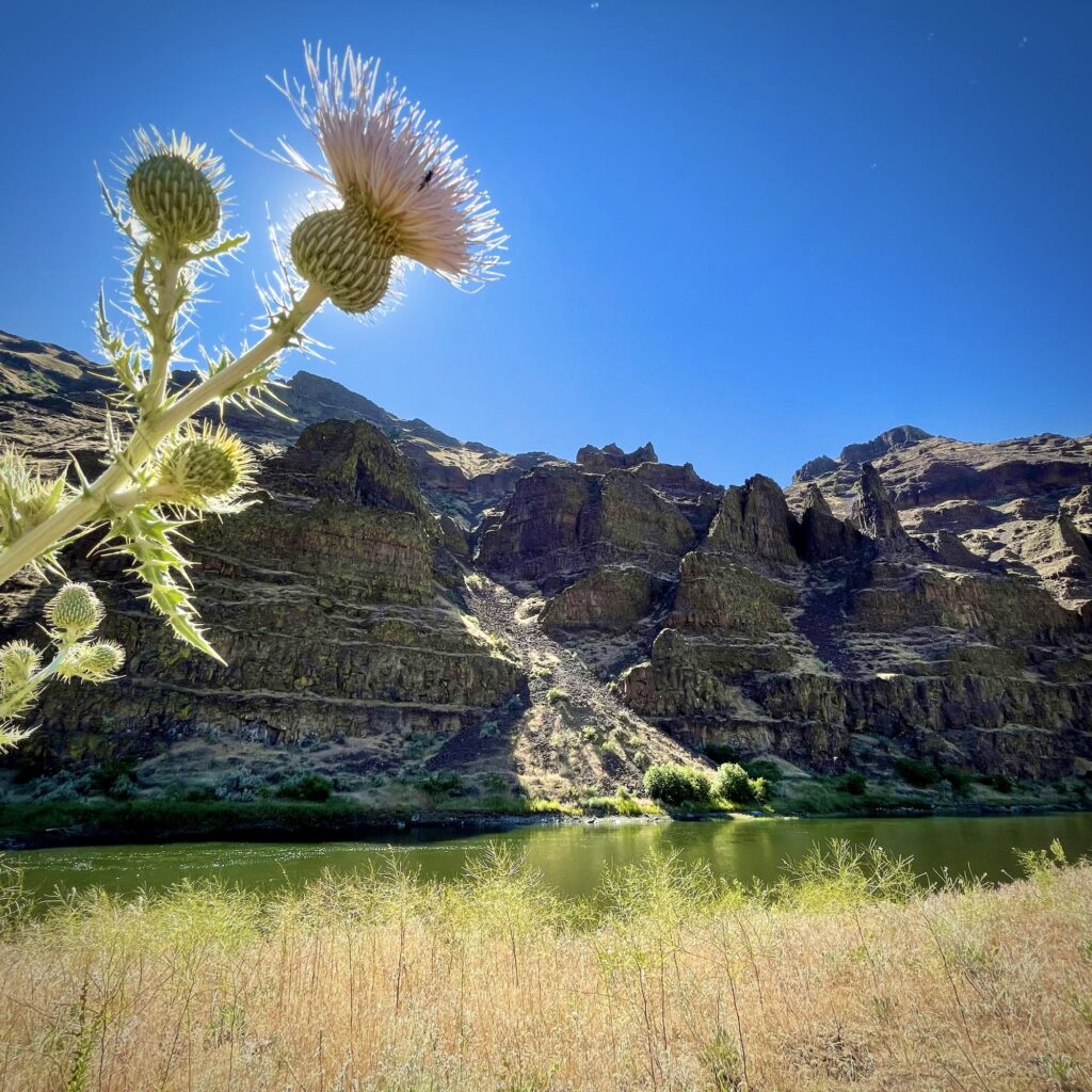 Thistle