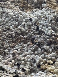 hundreds of thundereggs in the cliff walls
