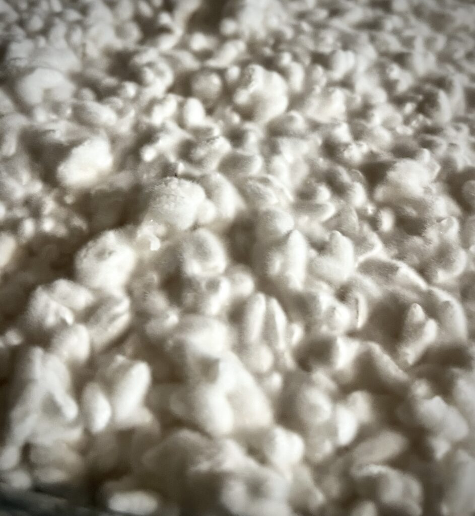 Fuzzy white koji mold on rice after 48 hours